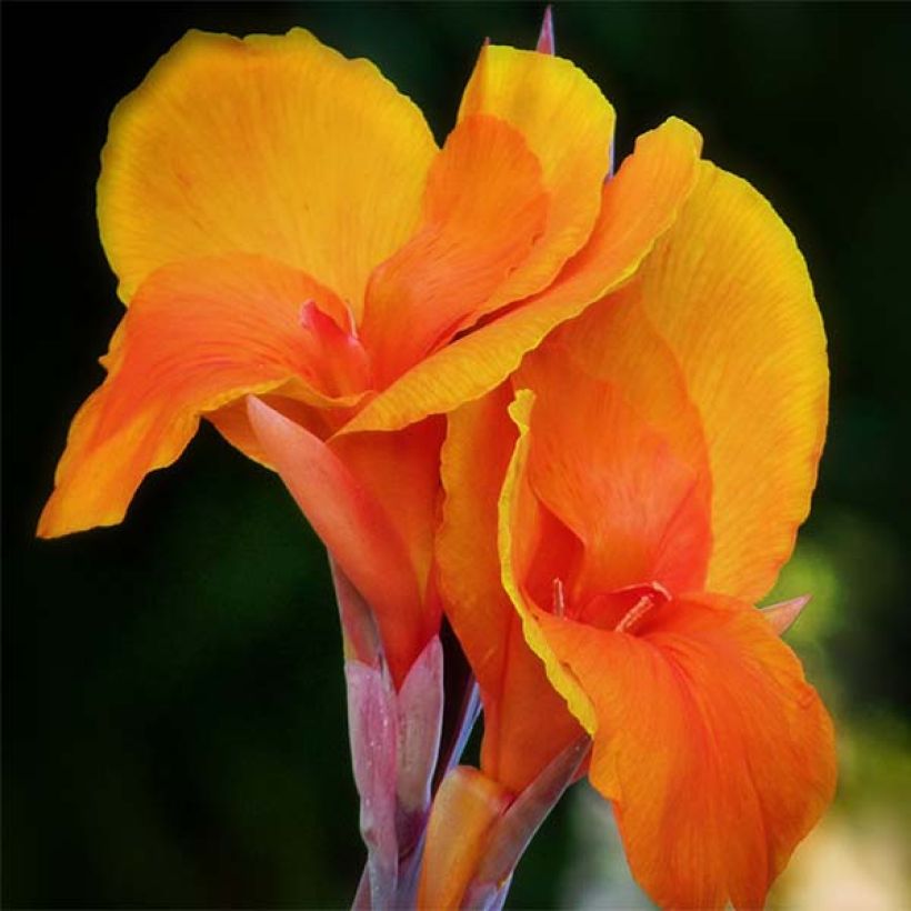 Canna Semaphore (Floração)