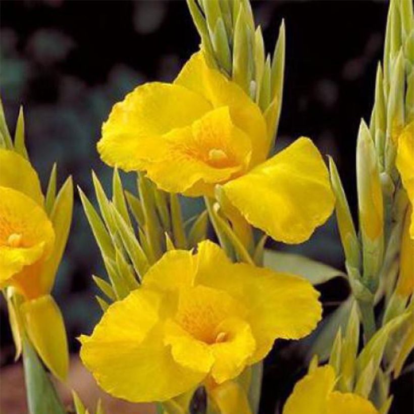 Canna Soleil d'Or (Floração)