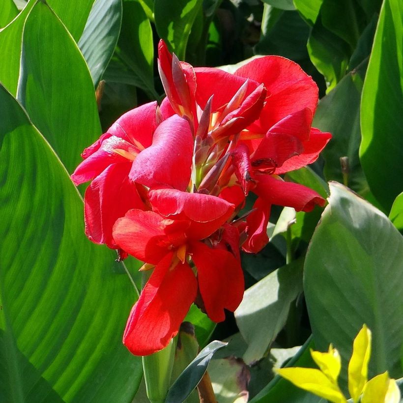 Canna Strasbourg (Floração)