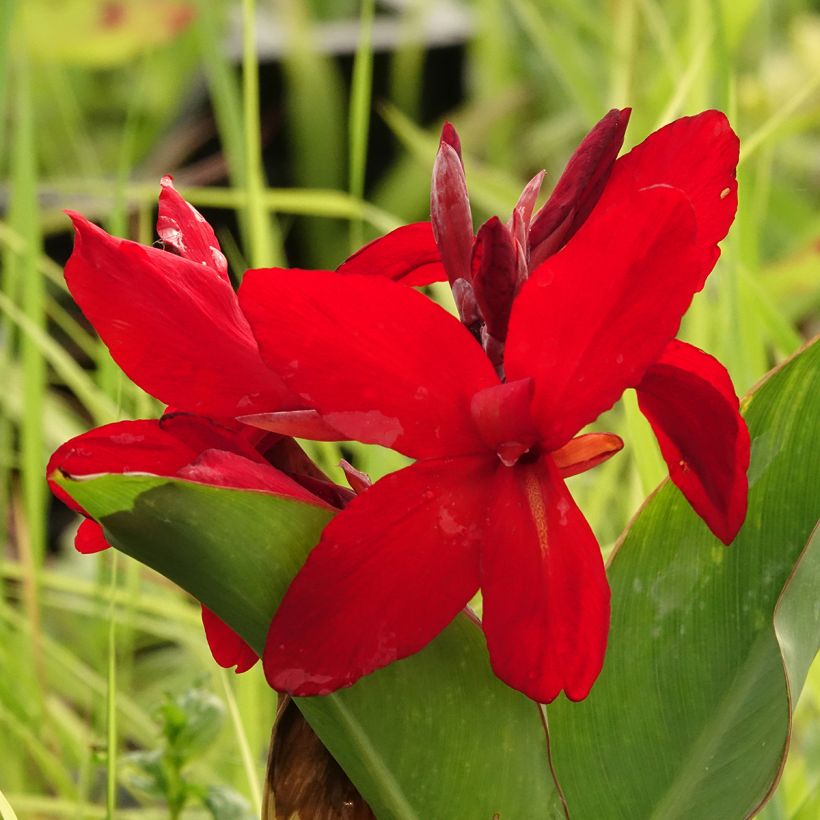 Canna Strasbourg (Floração)