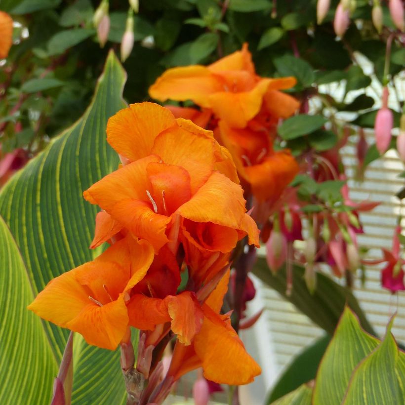 Canna Striata (Floração)