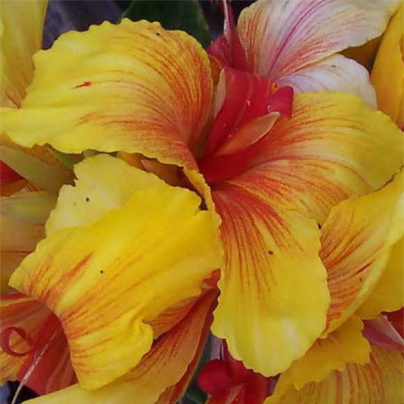 Canna Talisman (Floração)