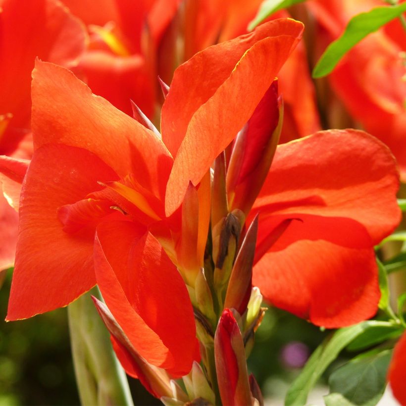 Canna Tarouking (Floração)