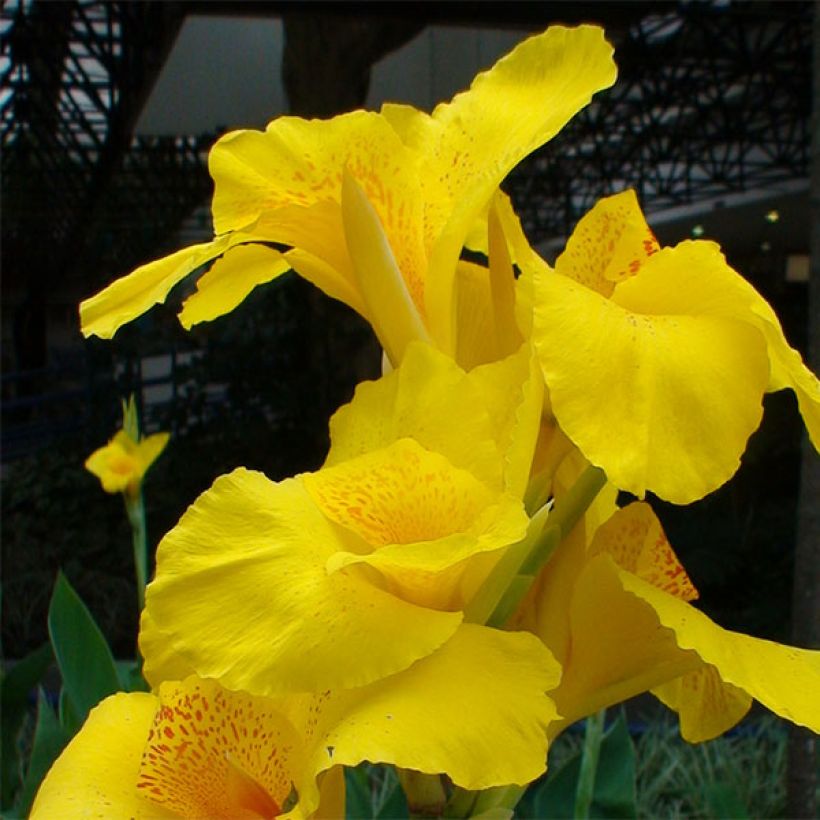 Canna Yellow Humbert (Floração)