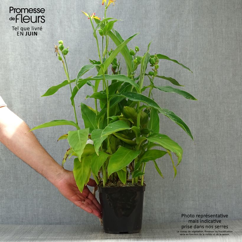 Amostra de Canna edulis Vaso de 2 L/3 L tal como entregue no verão