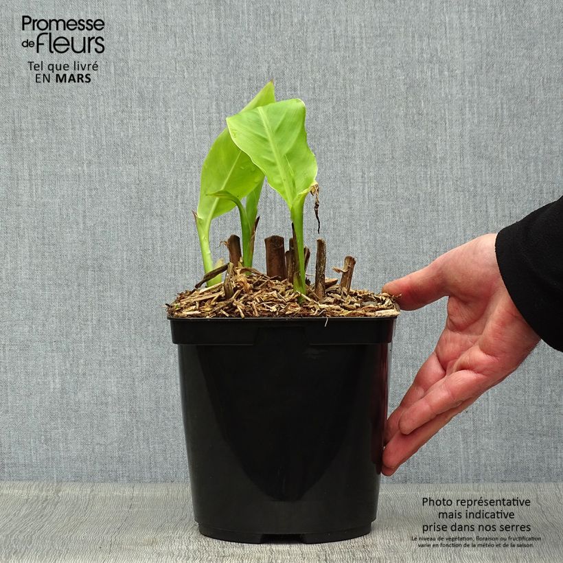 Amostra de Canna edulis Vaso de 2 L/3 L tal como entregue na primavera