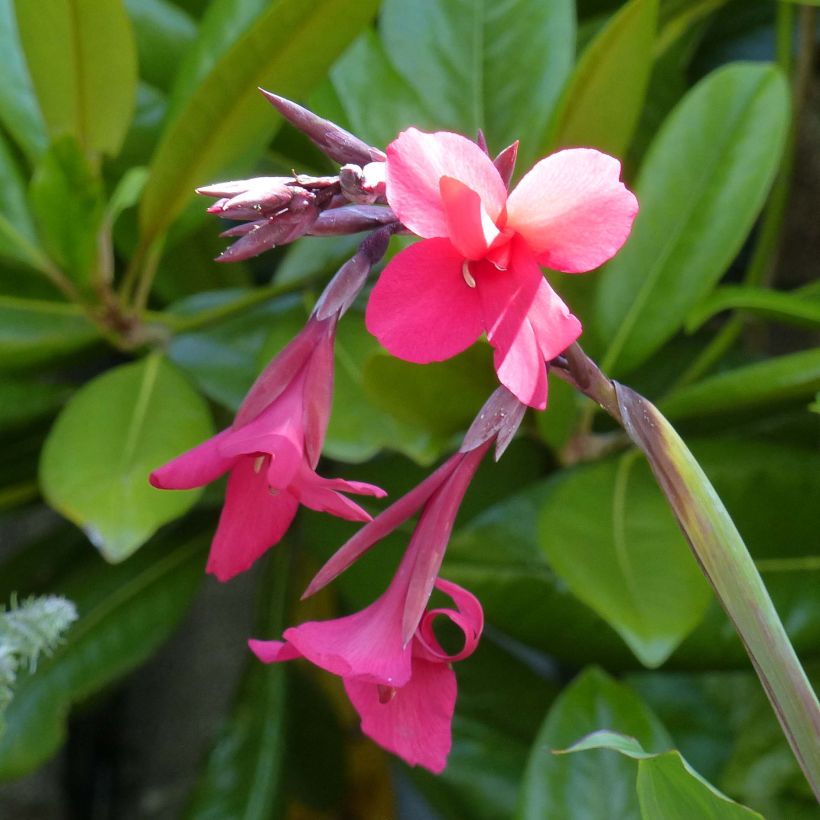 Canna iridiflora (Floração)