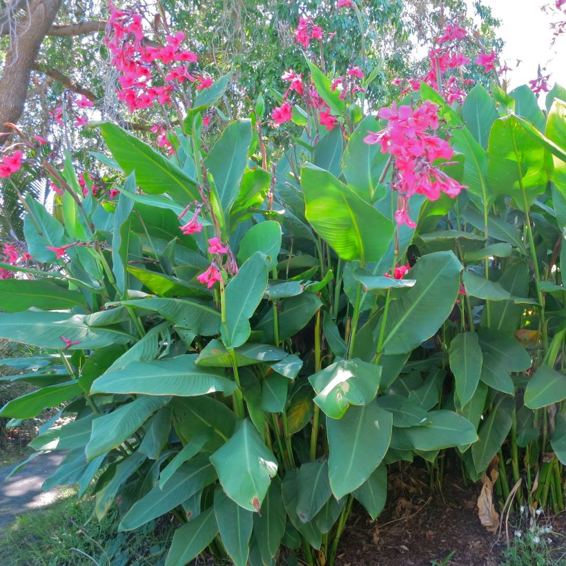 Canna iridiflora (Hábito)