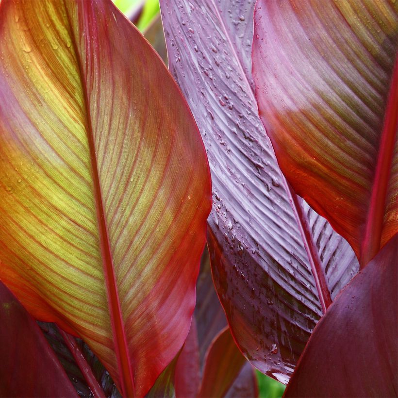 Canna Red Wine (Folhagem)