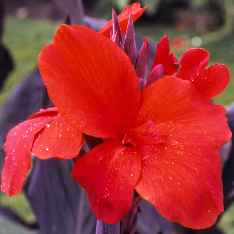 Canna Red Wine (Floração)
