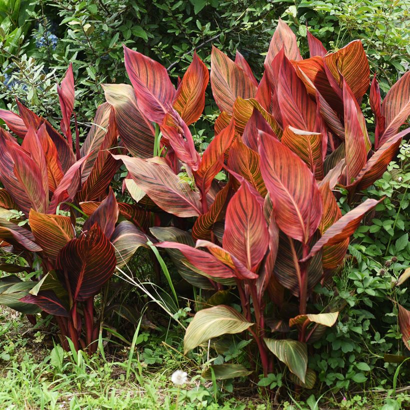 Canna Durban (Hábito)