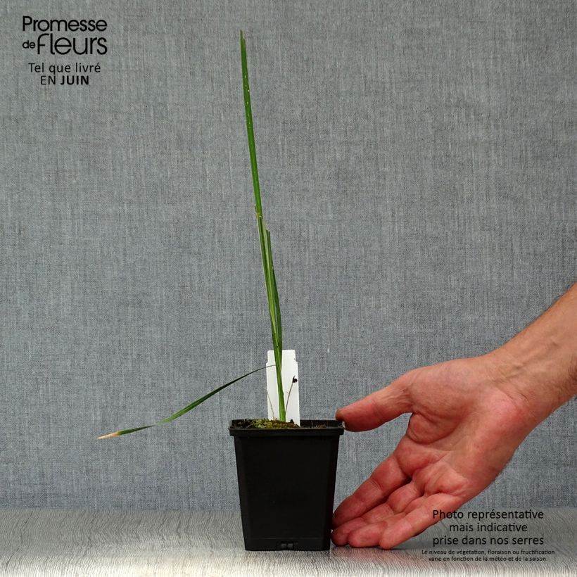 Amostra de Dierama pulcherrimum Vaso de 8/9 cm tal como entregue no verão