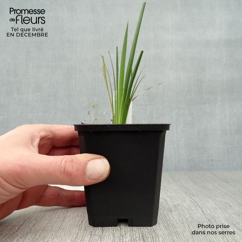 Amostra de Canne à pêche des Anges - Dierama pulcherrimum Vaso de 8/9 cm tal como entregue no inverno