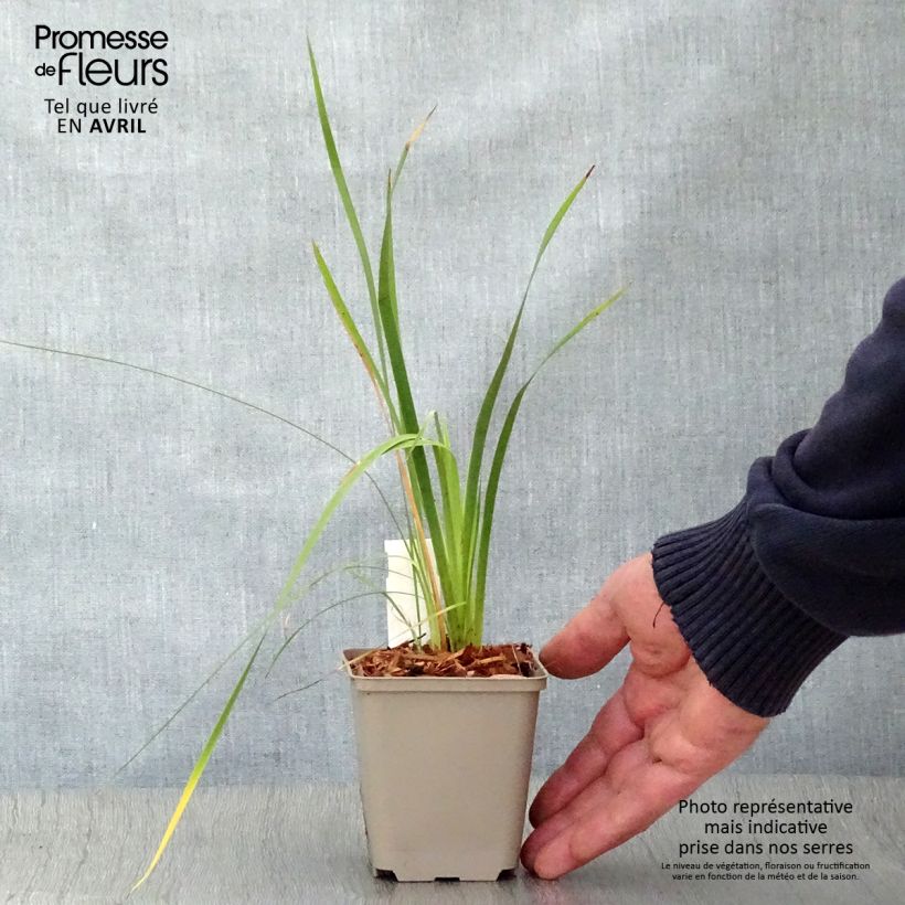 Amostra de Dierama pulcherrimum Vaso de 8/9 cm tal como entregue na primavera