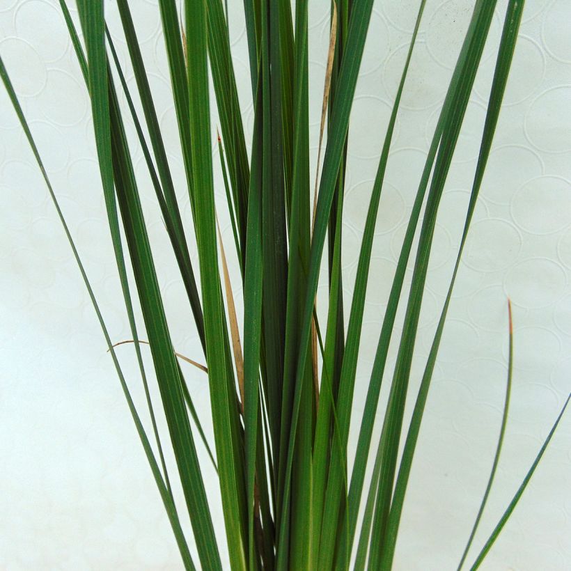 Dierama Guinevere (Folhagem)