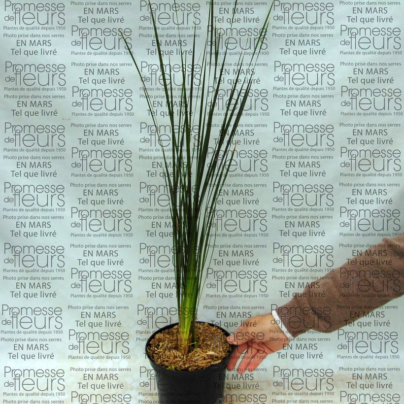 Exemplo de amostra de Canne à pêche des anges - Dierama Guinevere Vaso de 2 L/3 L tal como entregue