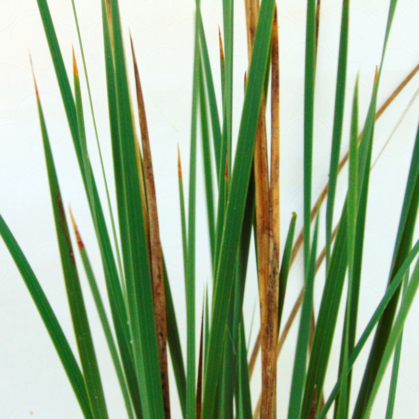 Dierama Pink Rocket (Folhagem)