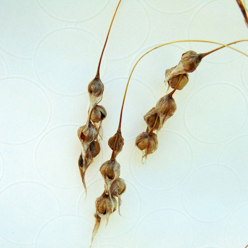 Dierama Pink Rocket (Colheita)