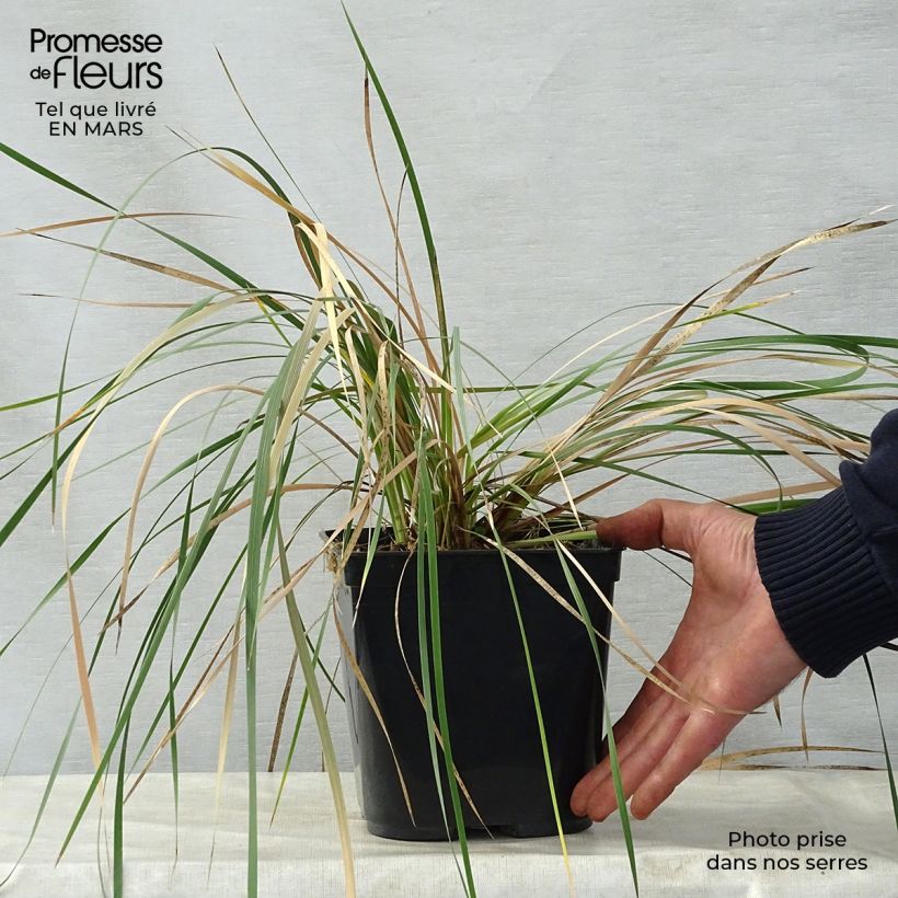 Amostra de Dierama Pink Rocket Vaso de 2 L/3 L tal como entregue na primavera