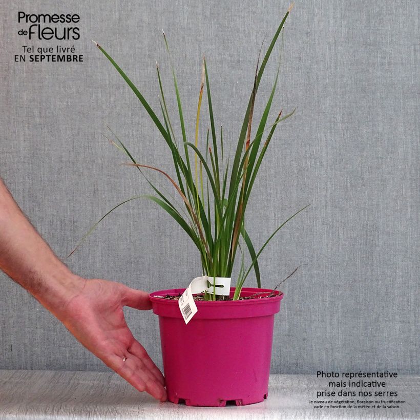 Amostra de Dierama Pink Rocket Vaso de 2 L/3 L tal como entregue no verão