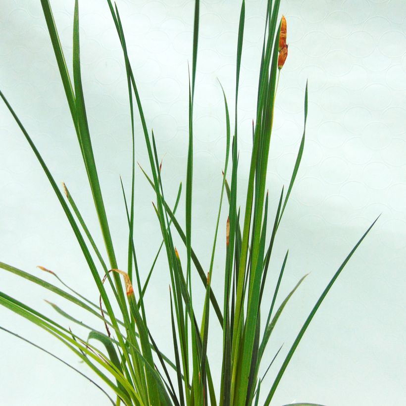 Dierama trichorhizum (Folhagem)