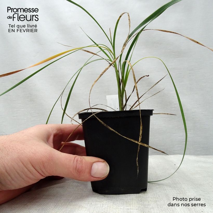 Amostra de Canne à pêche des anges - Dierama trichorhizum Vaso de 8/9 cm tal como entregue no inverno