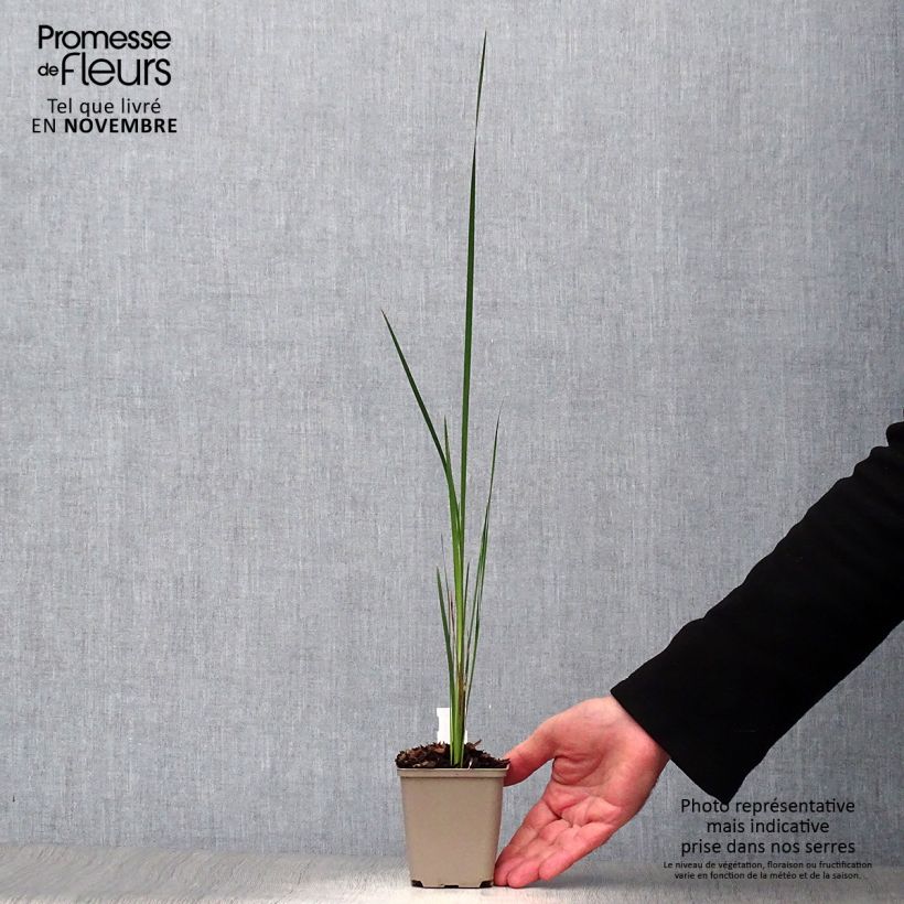 Amostra de Dierama trichorhizum Vaso de 8/9 cm tal como entregue no outono