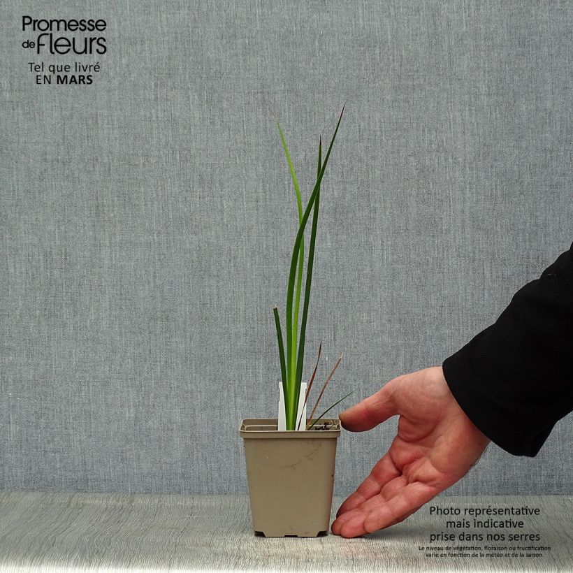 Amostra de Dierama trichorhizum Vaso de 8/9 cm tal como entregue na primavera