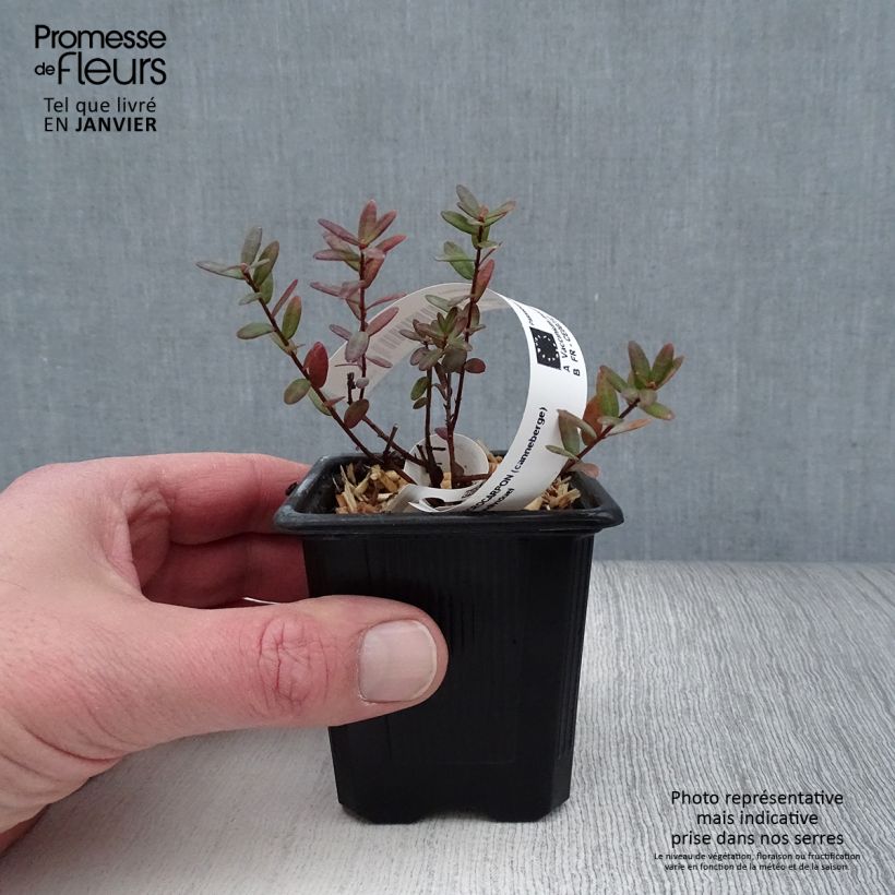 Amostra de Canneberge - Cranberry- Vaccinium macrocarpon Pilgrim Vaso de 8/9 cm tal como entregue no inverno