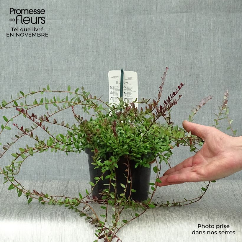 Amostra de Arando-vermelho Pilgrim - Vaccinium macrocarpon Vaso de 1,5 L/2 L, Arbusto tal como entregue no outono