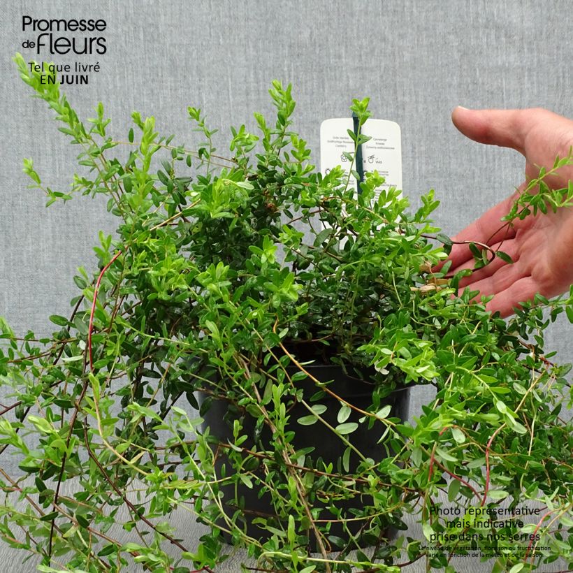 Amostra de Arando-vermelho Pilgrim - Vaccinium macrocarpon Vaso de 1,5 L/2 L, Arbusto tal como entregue no verão
