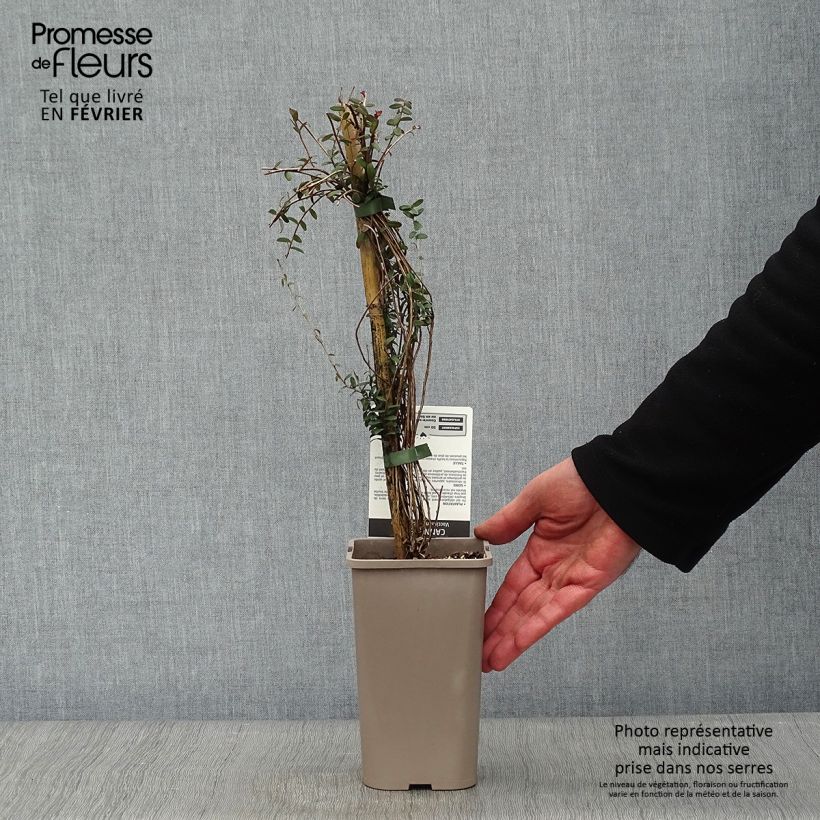 Amostra de Canneberge - Cranberry - Vaccinium macrocarpon Vaso de 1,5 L/2 L, Arbusto tal como entregue no inverno