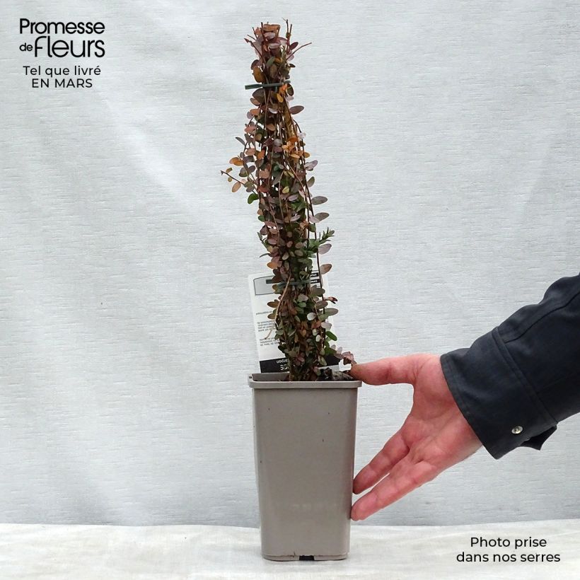 Amostra de Arando-vermelho - Vaccinium macrocarpon Vaso de 1,5 L/2 L, Arbusto tal como entregue na primavera