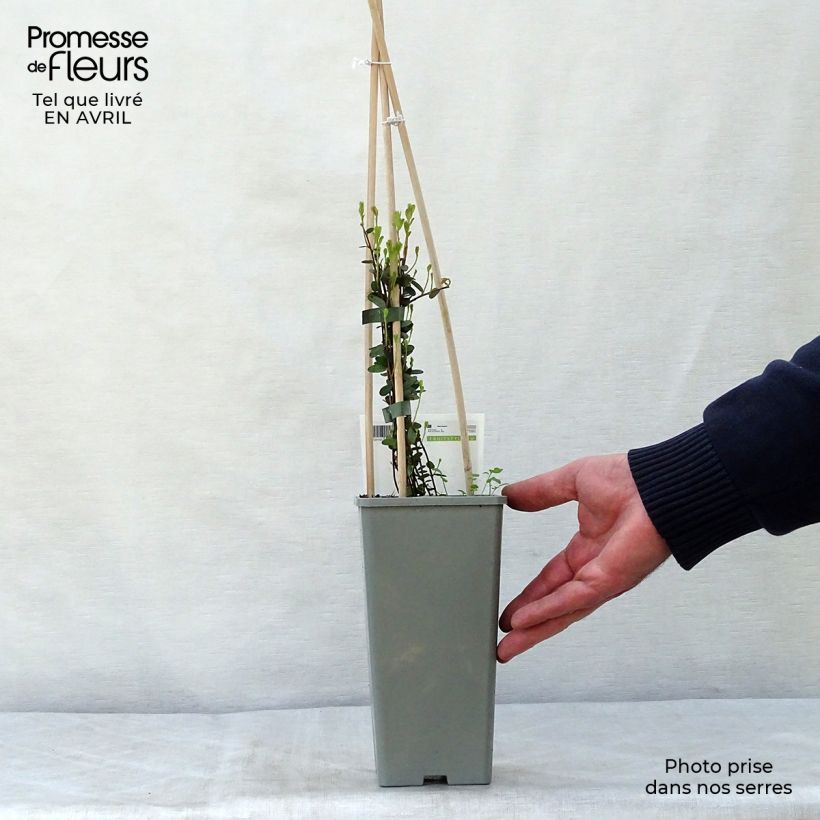 Amostra de Arando-vermelho Early Black - Vaccinium macrocarpon Vaso de 1,5 L/2 L, Arbusto tal como entregue na primavera