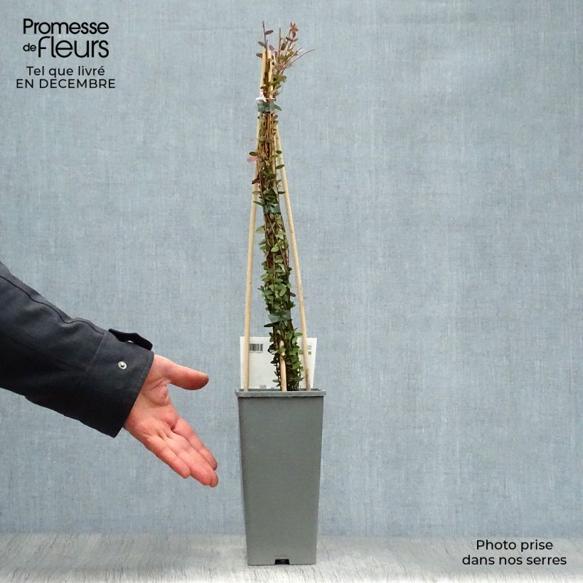 Amostra de Canneberge Early Black - Vaccinium macrocarpon - Cranberry Vaso de 1,5 L/2 L, Arbusto tal como entregue no inverno