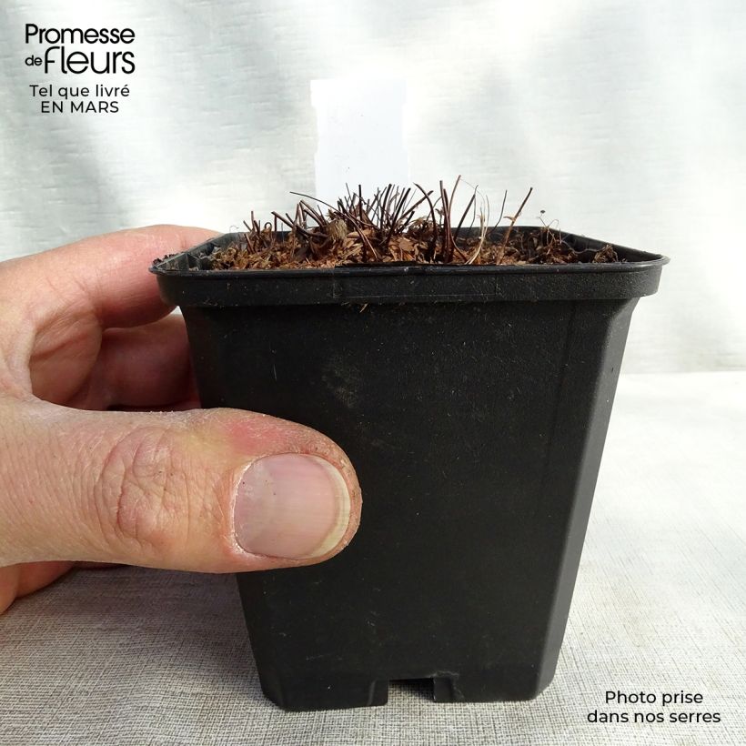 Amostra de Adiantum venustum Vaso de 8/9 cm tal como entregue na primavera