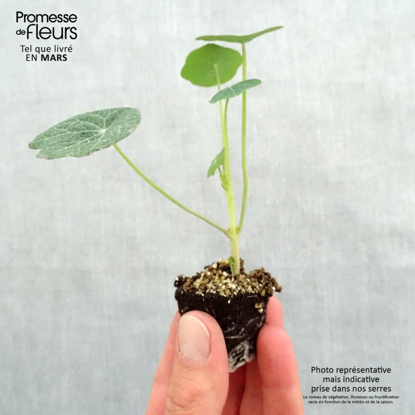 Amostra de Capucine Baby Orange - Tropaeolum majus Mini-motte Ø 3/4 cm tal como entregue na primavera