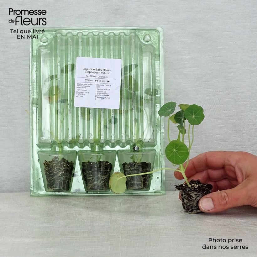 Amostra de Capucine Baby Rose - Tropaeolum minus Mini-motte Ø 3/4 cm tal como entregue na primavera