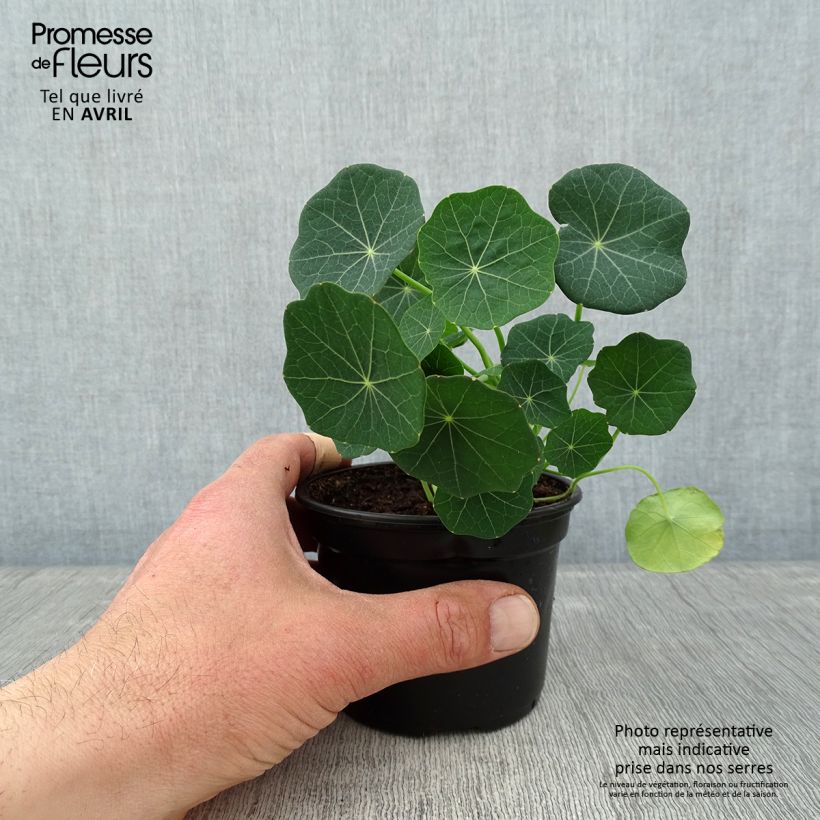 Amostra de Capuchinha Baby Rose Vaso de 8/9 cm tal como entregue na primavera