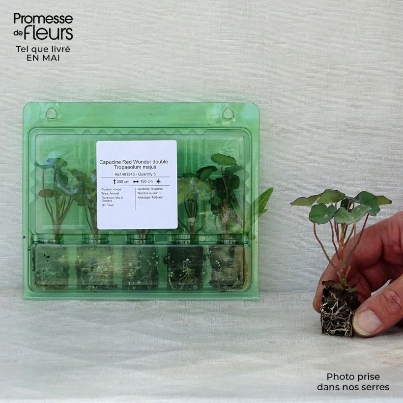 Amostra de Capucine Red Wonder double - Tropaeolum majus Mini-motte Ø 1,5/2,5 cm tal como entregue na primavera