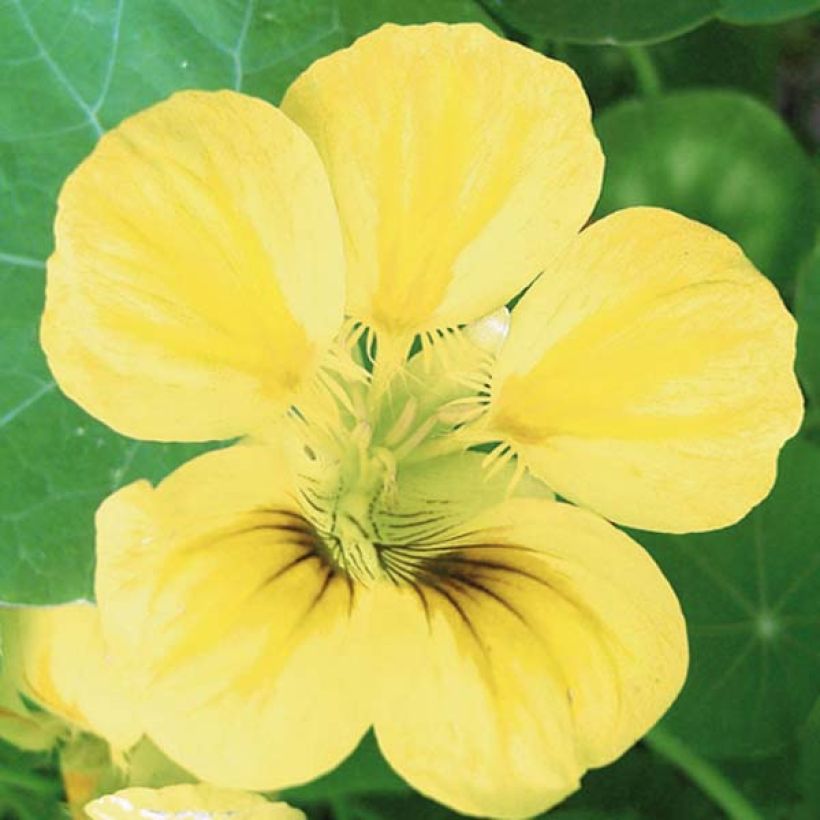 Tropaeolum ciliatum (Floração)