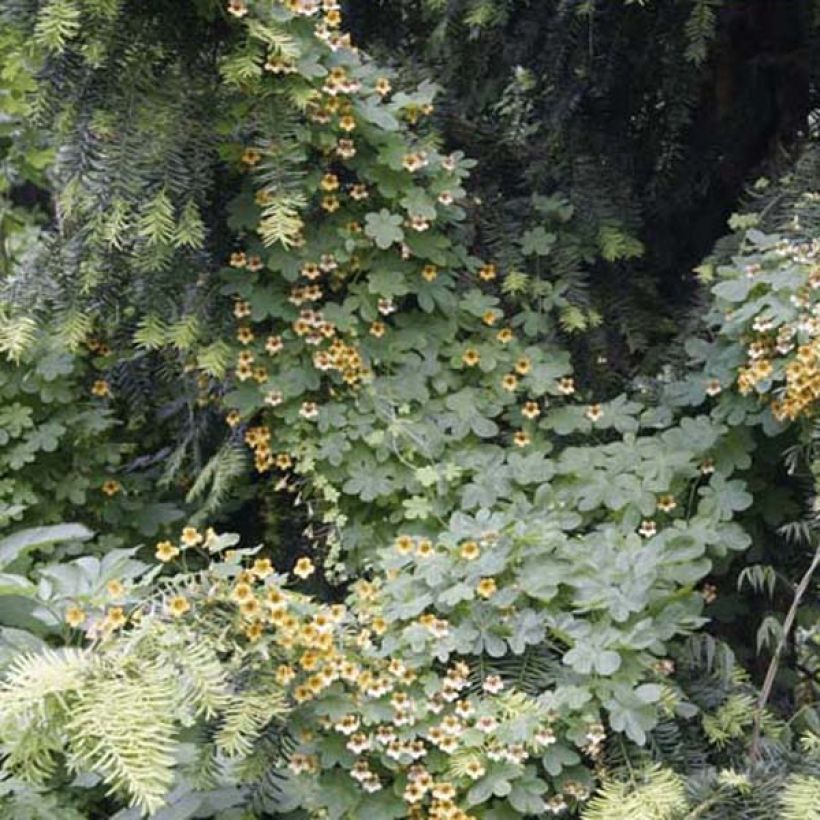 Tropaeolum ciliatum (Hábito)