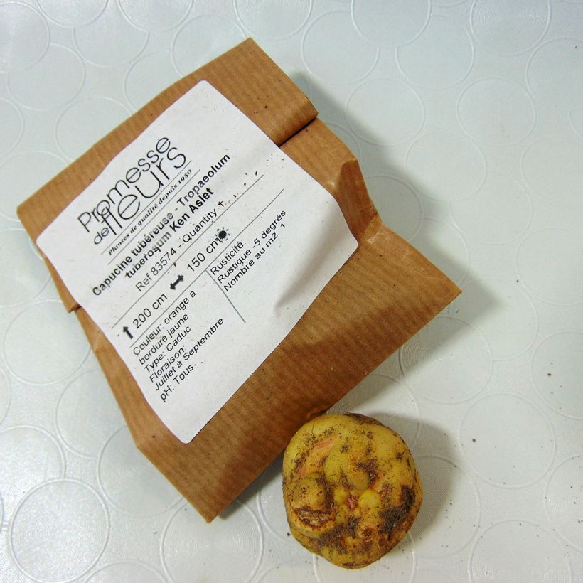 Exemplo de amostra de Capucine tubéreuse - Tropaeolum tuberosum Ken Aslet Bulbe tal como entregue