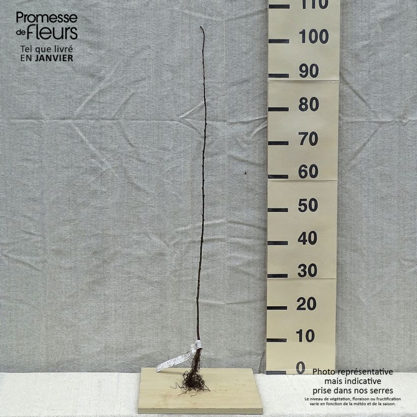 Amostra de Caragana arborescens - Acácia-amarela Raízes nuas tal como entregue no inverno