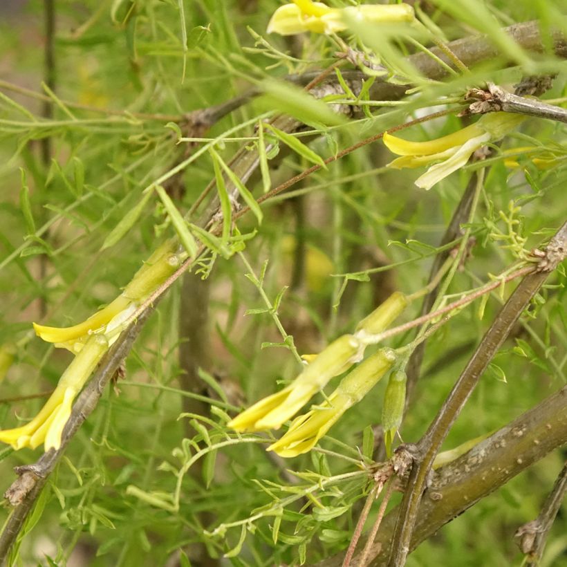 Caragana arborescens Walker (Floração)