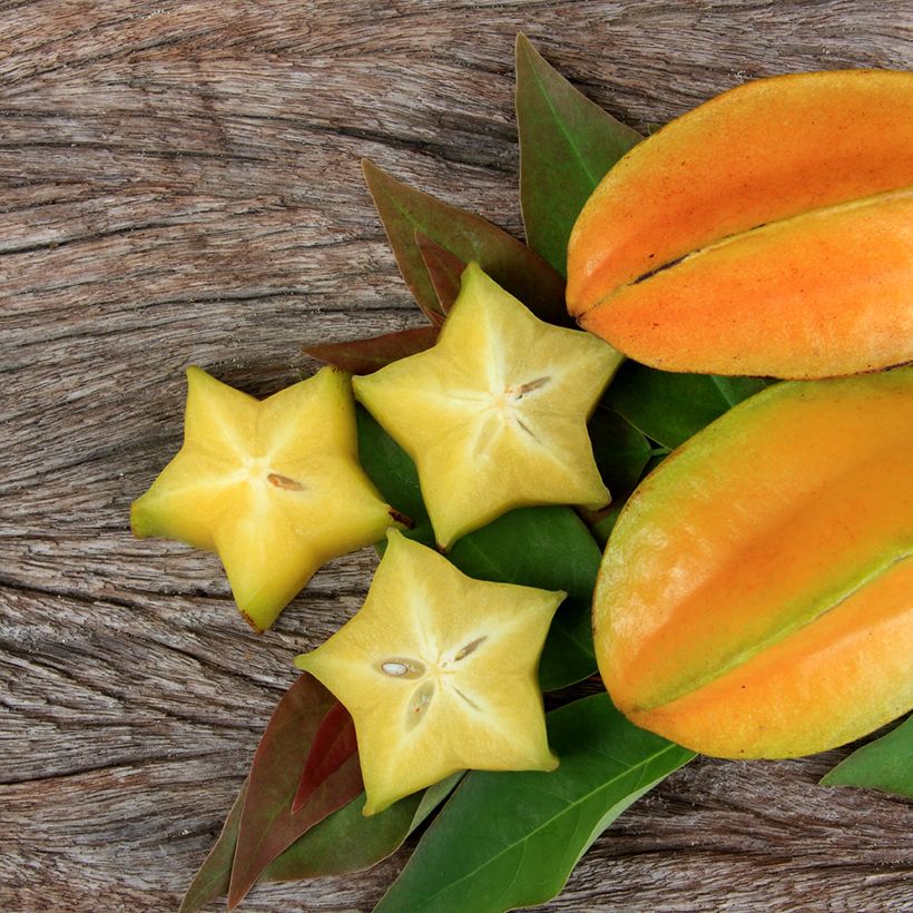 Caramboleira Arkin - Averrhoa carambola (Colheita)