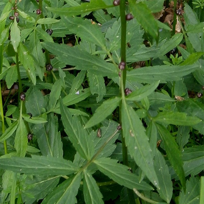 Cardamine bulbifera (Folhagem)