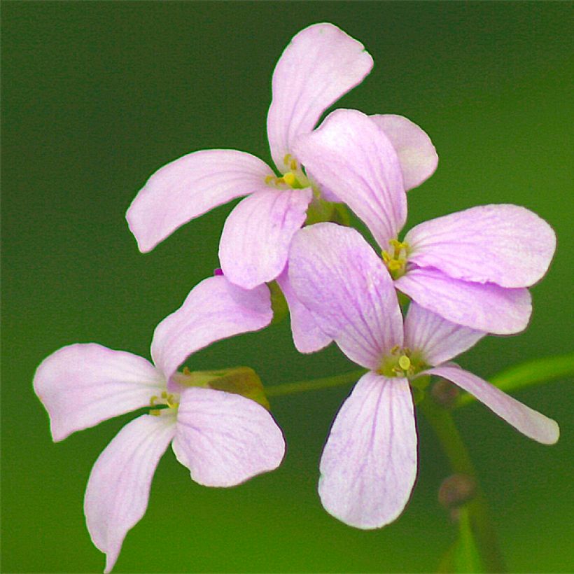 Cardamine bulbifera (Floração)
