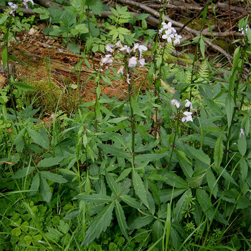 Cardamine bulbifera (Hábito)