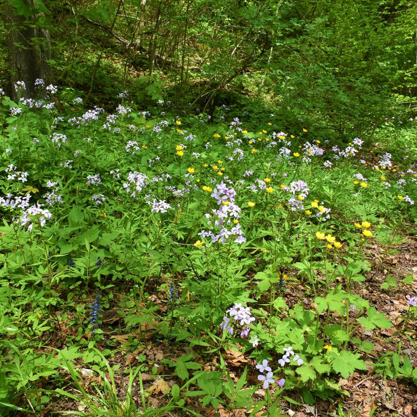 Cardamine bulbifera (Hábito)